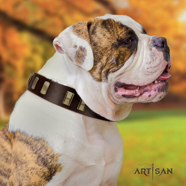 American Bulldog comfortable full grain leather dog collar for stylish walking