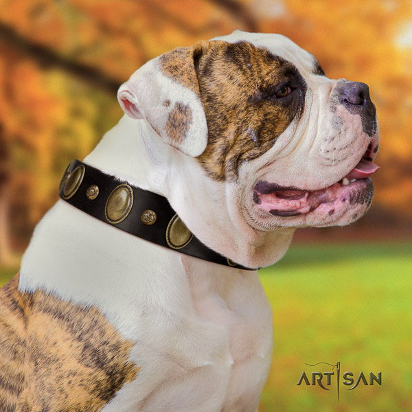 American Bulldog handcrafted full grain natural leather dog collar for handy use