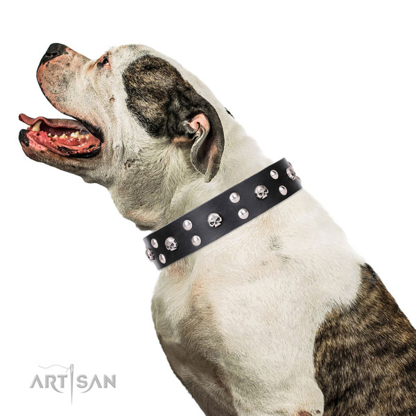 American Bulldog incredible full grain leather dog collar for daily walking