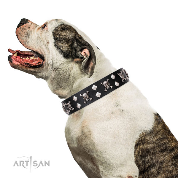 American Bulldog easy adjustable full grain leather dog collar for daily use