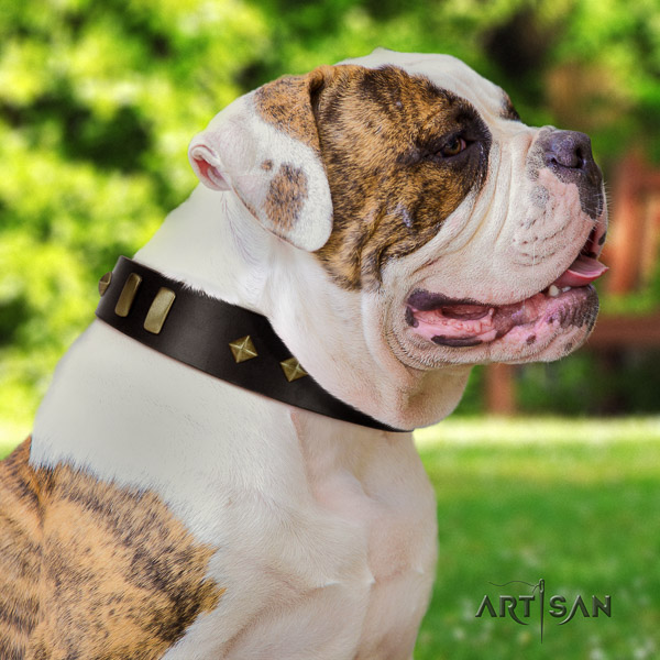 American Bulldog studded full grain leather dog collar for basic training