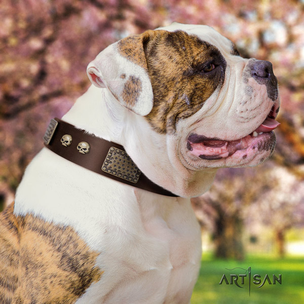 American Bulldog exquisite genuine leather dog collar with studs for comfy wearing