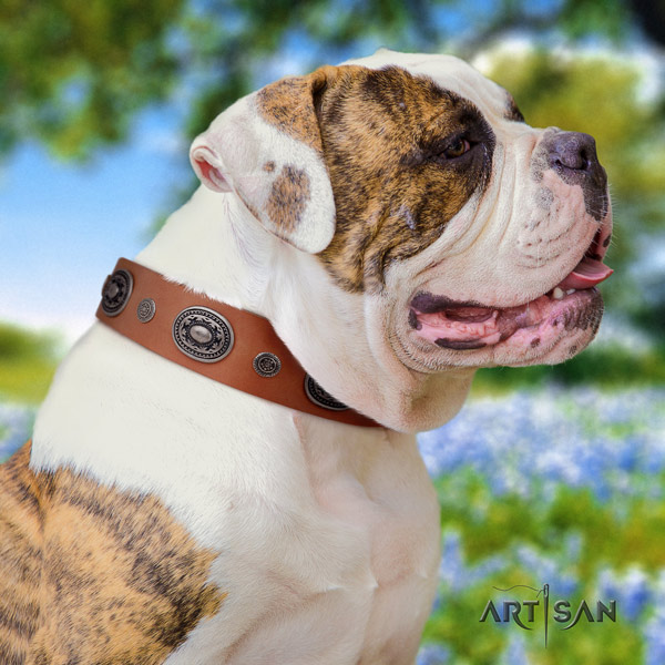 American Bulldog incredible leather dog collar with decorations for walking