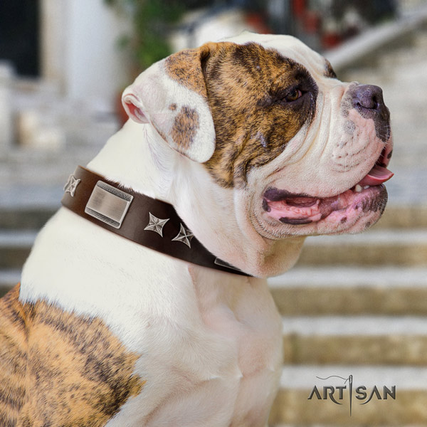 American Bulldog fashionable full grain leather dog collar with studs for everyday walking