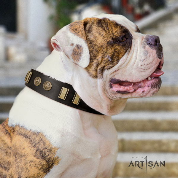 American Bulldog remarkable genuine leather dog collar with adornments for comfy wearing