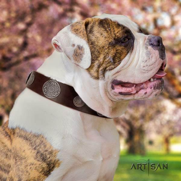 American Bulldog studded natural genuine leather dog collar for comfy wearing
