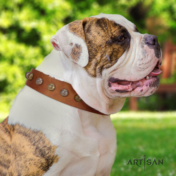 American Bulldog handcrafted leather dog collar for stylish walking