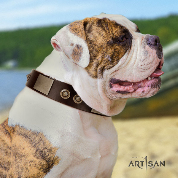 American Bulldog daily use full grain leather collar with trendy decorations for your canine