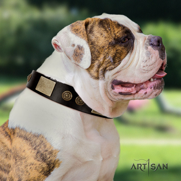 American Bulldog daily walking leather collar with unique decorations for your pet