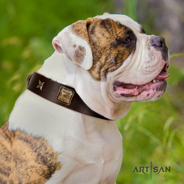 American Bulldog stunning full grain genuine leather dog collar for fancy walking