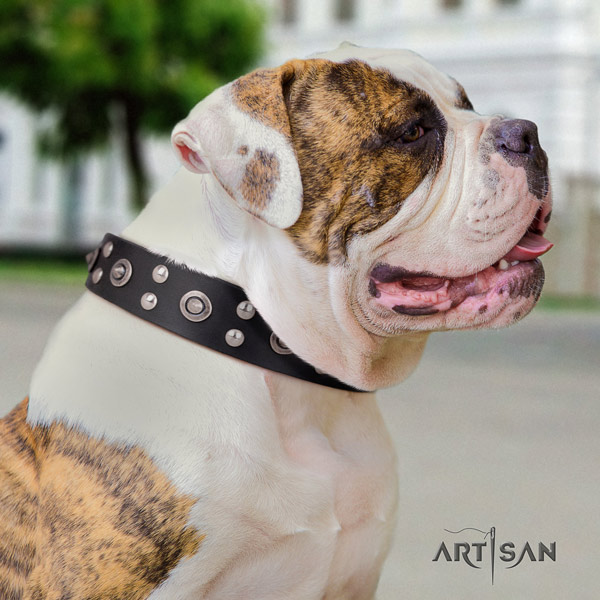 American Bulldog designer full grain leather dog collar with adornments for walking