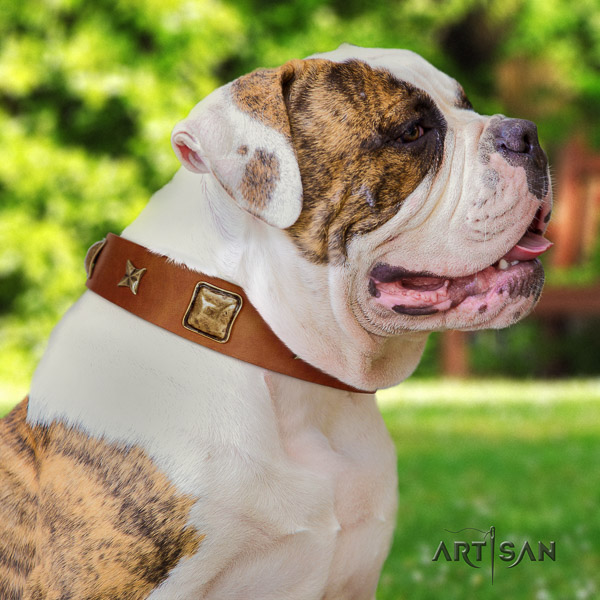 American Bulldog unusual natural genuine leather dog collar for basic training