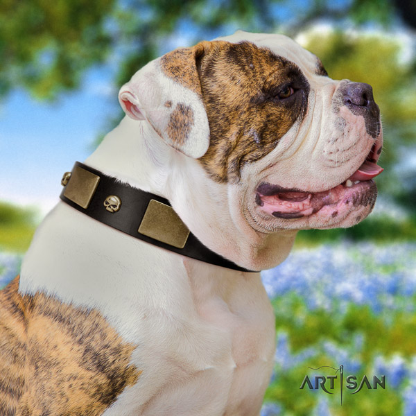 American Bulldog incredible leather dog collar for walking