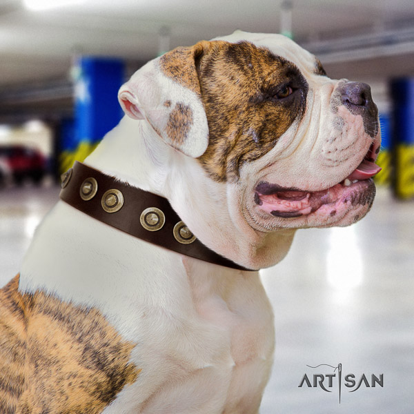 American Bulldog stylish walking full grain leather collar with inimitable studs for your doggie