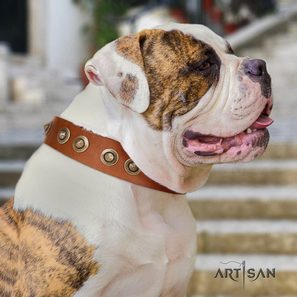 American Bulldog fancy walking full grain leather collar with stylish design adornments for your canine