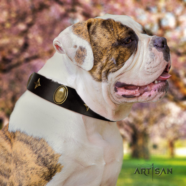 American Bulldog best quality full grain leather dog collar for easy wearing