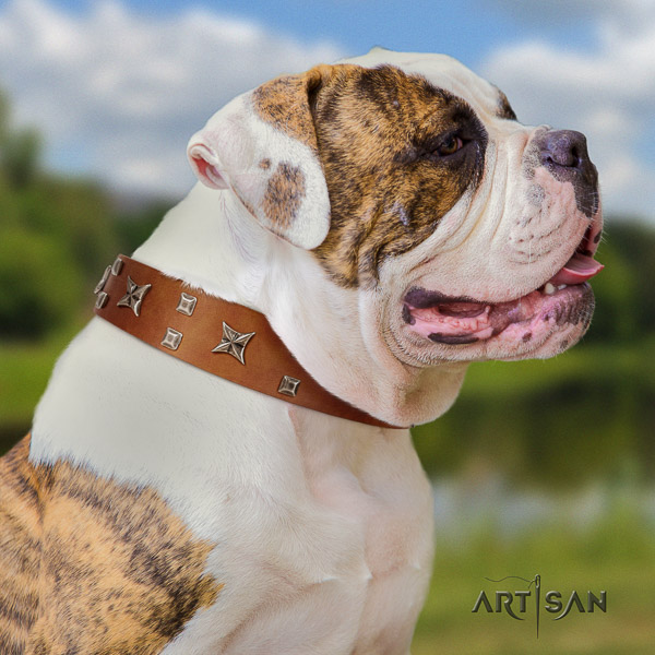 American Bulldog incredible full grain natural leather dog collar for everyday use