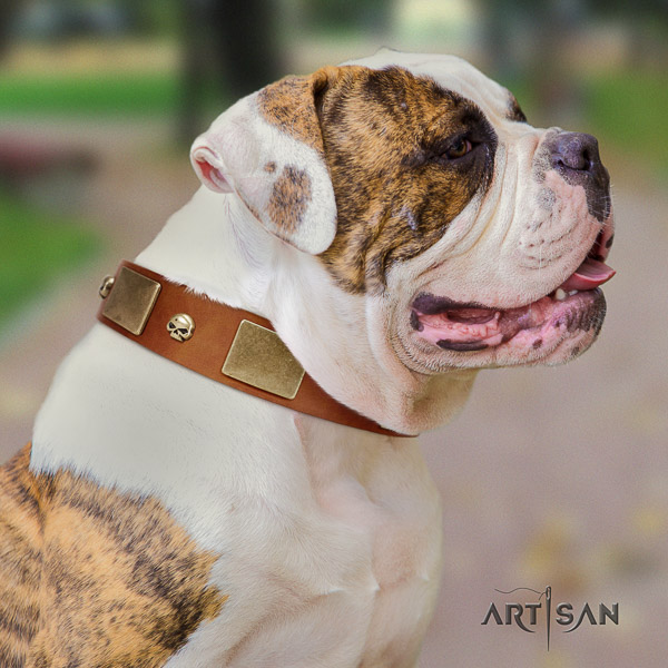 American Bulldog remarkable genuine leather dog collar for everyday use