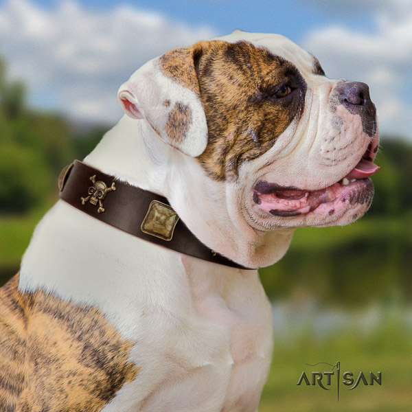 American Bulldog easy wearing genuine leather dog collar for everyday use