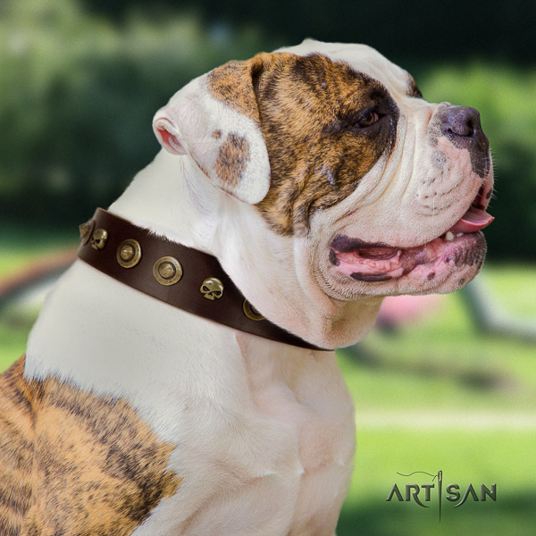 American Bulldog unique full grain leather dog collar for stylish walking