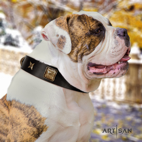 American Bulldog convenient full grain genuine leather dog collar for basic training