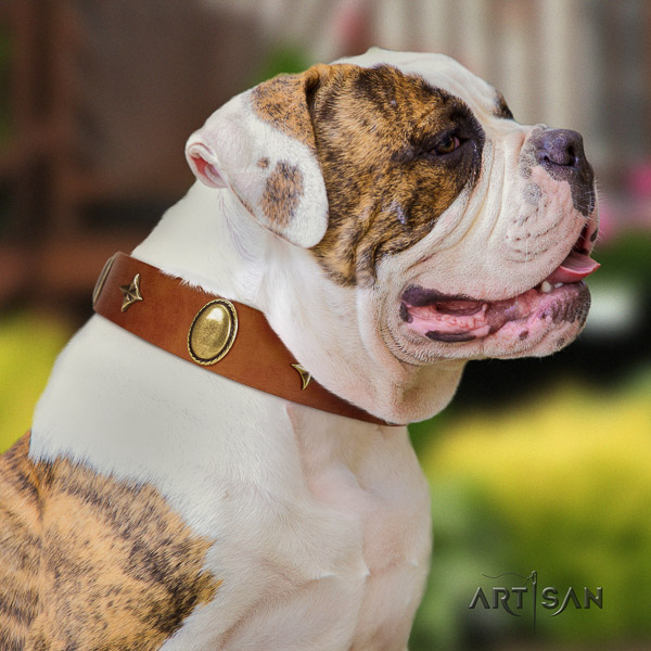 American Bulldog exquisite genuine leather dog collar for daily use