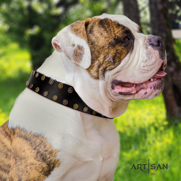 American Bulldog perfect fit genuine leather dog collar for basic training