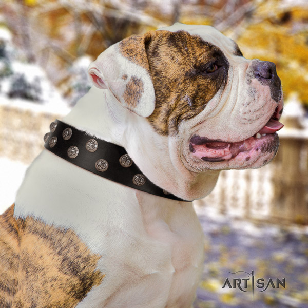 American Bulldog exceptional full grain leather dog collar for fancy walking