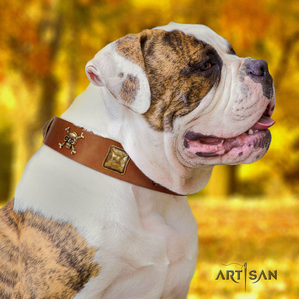 American Bulldog incredible full grain genuine leather dog collar for basic training