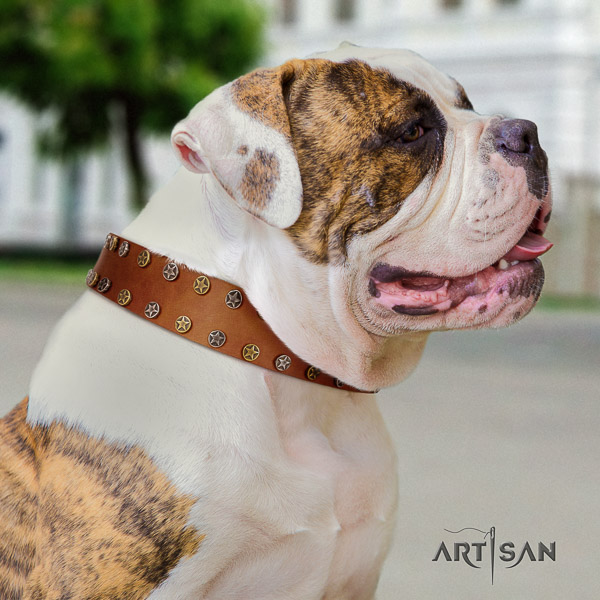American Bulldog unique genuine leather dog collar for everyday use