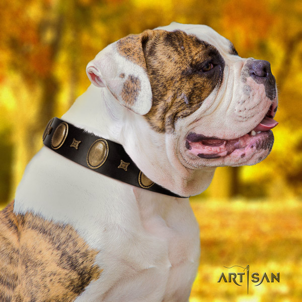 American Bulldog stunning full grain genuine leather dog collar for daily use