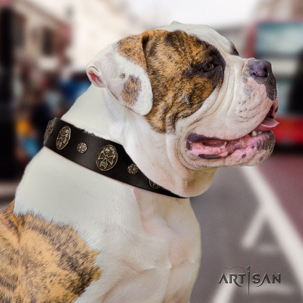 American Bulldog everyday use leather collar with incredible embellishments for your doggie