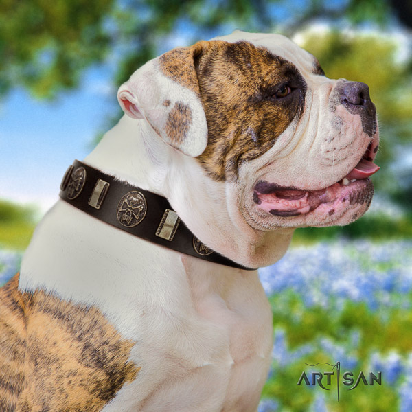 American Bulldog comfortable wearing full grain leather collar with fashionable studs for your pet