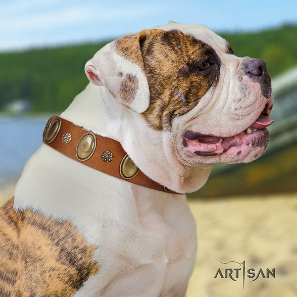American Bulldog awesome full grain natural leather dog collar for everyday use