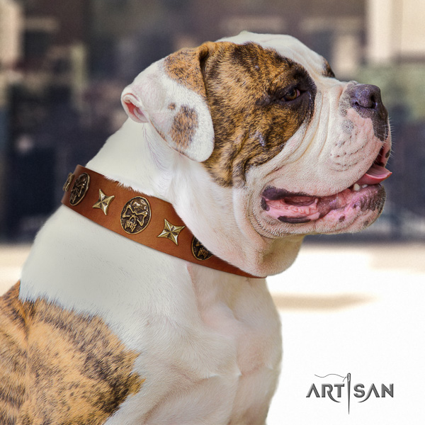 American Bulldog unusual leather dog collar for everyday walking