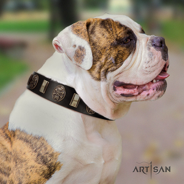 American Bulldog everyday use genuine leather collar with impressive embellishments for your canine