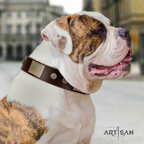 American Bulldog easy wearing leather collar with impressive decorations for your pet