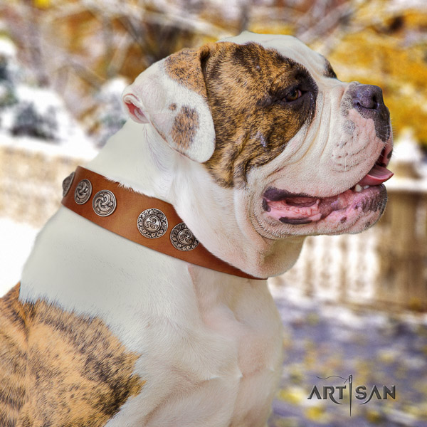 American Bulldog exquisite full grain leather dog collar for fancy walking
