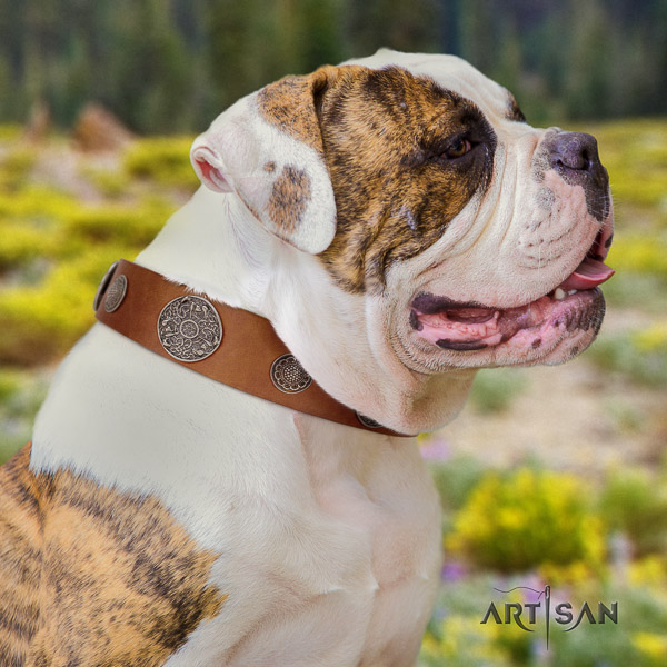 American Bulldog designer genuine leather dog collar for stylish walking