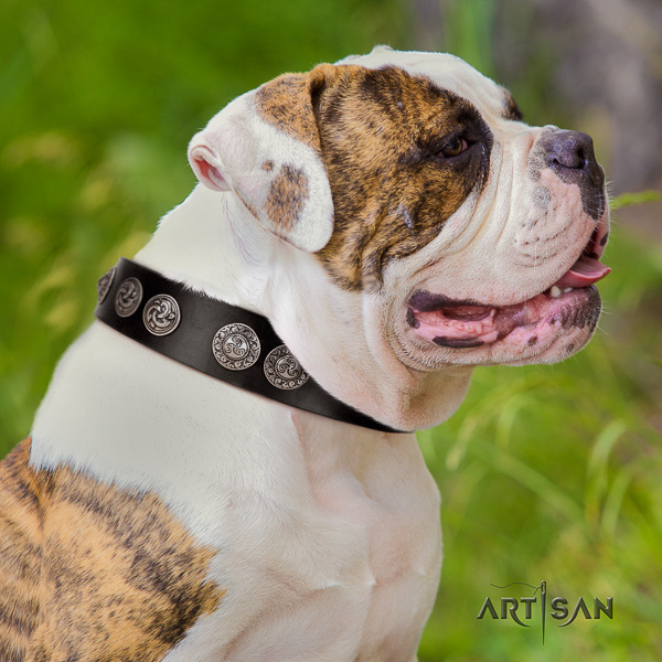 American Bulldog awesome full grain natural leather dog collar for comfy wearing