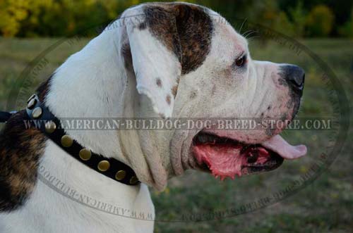 Studded Leather Collar for American Bulldog