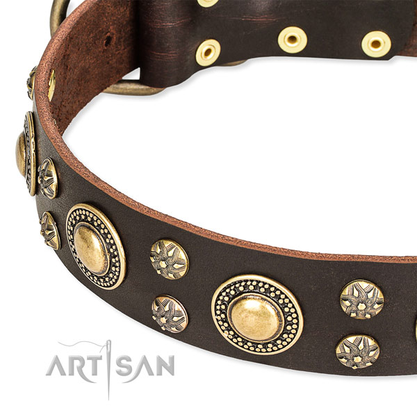 Leather dog collar with trendy studs