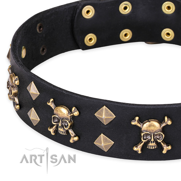 Day-to-day leather dog collar with sensational adornments