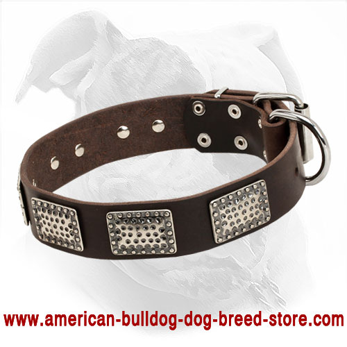 Leather American Bulldog Collar