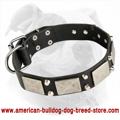 Buy War Style Studded Leather Dog Collar For American Bulldog Walking