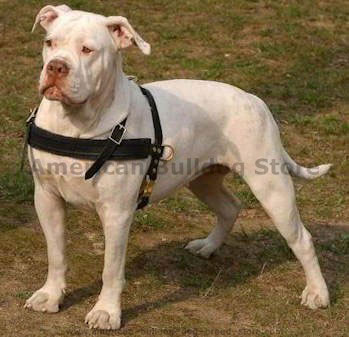 American bulldog leather dog harness click here