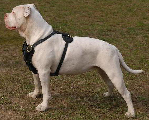 American Bulldog training dog harness click here!!! 